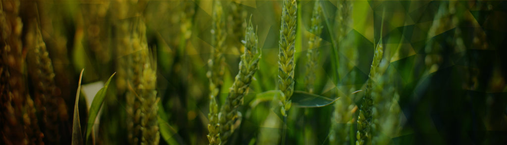 ET Insights Newsletter Web Header Image Biofuels