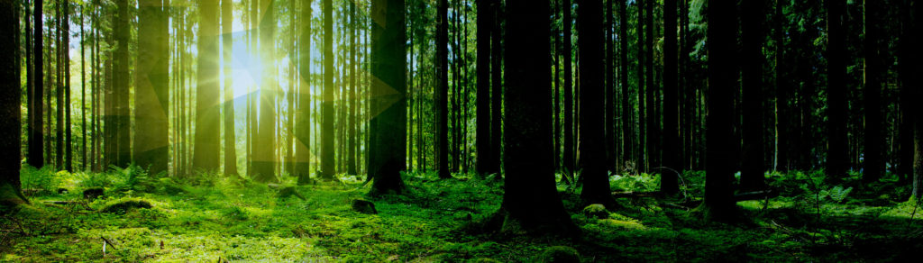 ET Insights Newsletter Web Header Image Offsets